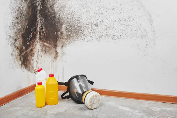 Best Home Mold Removal  in Woxall, PA