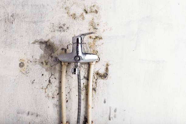 Best Professional Mold Removal  in Woxall, PA