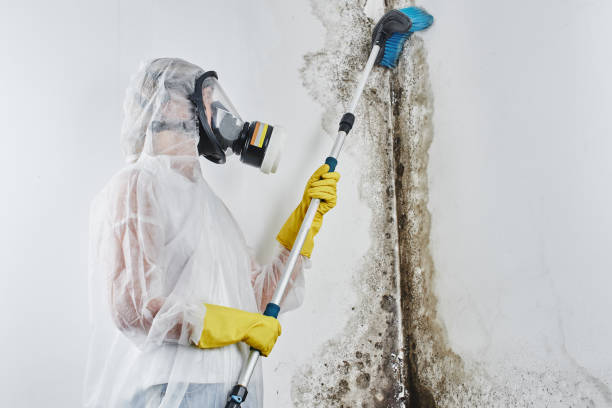 Best Mold Cleaning Services  in Woxall, PA
