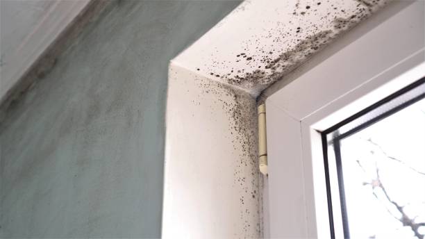 Best Local Mold Removal Service  in Woxall, PA
