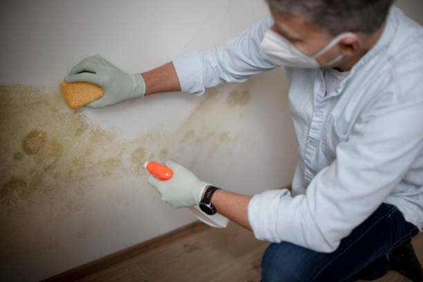 Best Certified Mold Removal  in Woxall, PA