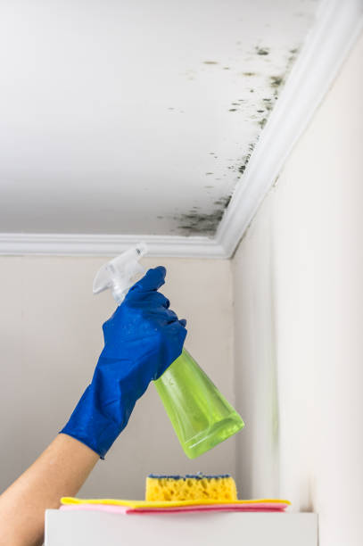 Best Mold Removal Company Near Me  in Woxall, PA