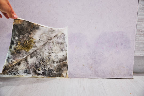 Best Commercial Mold Removal  in Woxall, PA